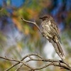 Lalocnatka mala - Anthochaera chrysoptera - Little Wattlebird o0751